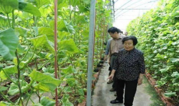 大城吃瓜事件爆料是真的吗,真相揭秘，爆料是否属实？